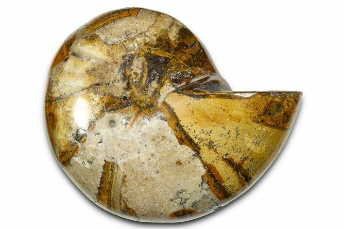 Polished Fossil Nautilus (Cymatoceras) - Madagascar #378987